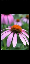 50 Bright Purple Coneflower Seeds Echinacea Flower Perennial Seed 40 US SELLER