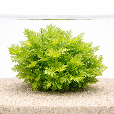 Hygrophila Difformis | Aquarium Plants Factory 