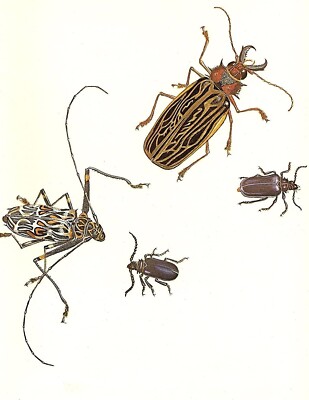 1977 VINTAGE LAROUSSE ''HARLEQUIN & LONGICORN BEETLE'' INSECT COLOR Art Lithograph
