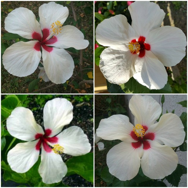 2 Double Orange Peach Hibiscus Well Rooted Live Starter