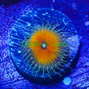 Cornbred's Captain Jerk Paly - Frag - LIVE CORAL