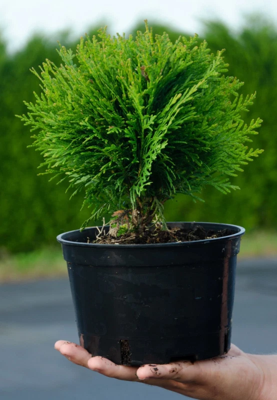 Thuja Kugel online kaufen | eBay.de