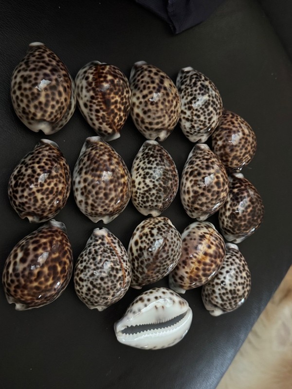 16 PCS TIGER CYPRAEA TIGRIS COWRIE SEA SHELLS BEACH DECOR 3” -3 1/2"