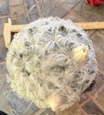 Mammillaria plumosa Rare !6,5 Cm Dia.and Flowering Now