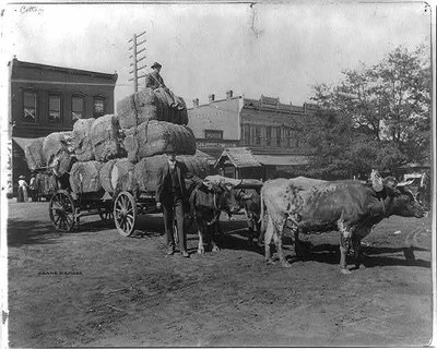 Photo:Georgia Farmer,Griffin,GA,c1900,Oxen-driven wagon,Cotton Bales