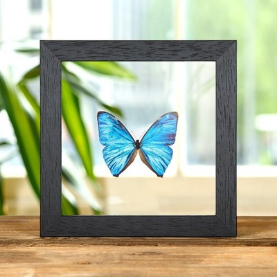 Aega Morpho Taxidermy Butterfly in Clear Glass Frame (Morpho aega)