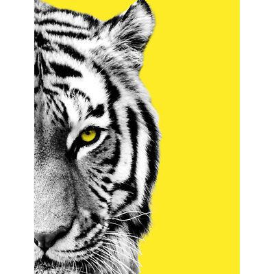 Close up Beasties Tiger großes Wandbild Leinwand Premium Poster