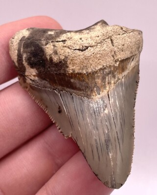 Unique Colored Fossil Chubutensis Shark Tooth Charleston SC 2.25 