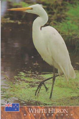 Ansichtskarte: Kotuku - weißer Reiher,  Neuseeland - white heron