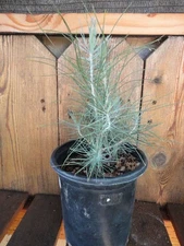 Digger Pine/Gray Pine/ Ghost Pine - Pre-Bonsai 4 year old Trees *Growers Choice*