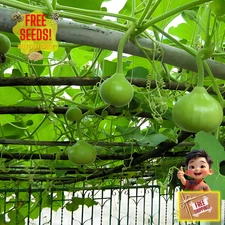 Fresh Nam Tao Klom Seeds | Gourd | Heirloom Non-GMO | Asian Vegetable Seeds