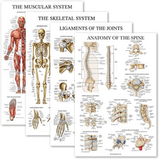 4 Pack - Anatomical Poster Set - Laminated - Muscular, Skeletal, Ligaments of th