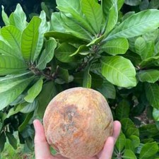 Cinnamon Apple Fruit  (Pouteria hypoglauca)- 3 cuttings, no roots