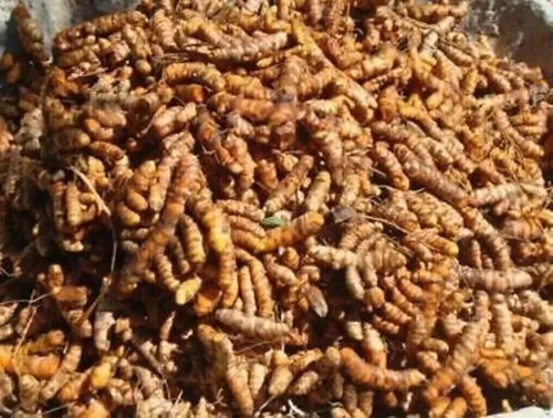 20+ Seeds Turmeric Root Seeds Curcuma Longa Rhizomes Root Herb & Organic NO GMO - Picture 3 of 4