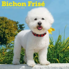 Carousel Calendars,  Bichon Frise 2026 Wall Calendar, 12'' X 12'', 16-Month Cale
