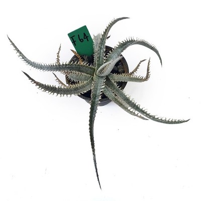 Dyckia nagas (F64) for sale by Little One Plant Nursery