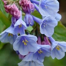 20 Spanish Bluebells Bulbs - Bloom Lasts All Month Long Apr-may - Deer Proof