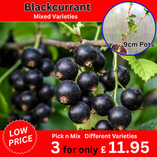 BlackCurrant Plants Ribes Hardy Fruit 9cm Pot Ready to Plant