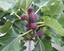 Violette-du-Bordeaux-FIG-TREE-Ficus-Carica-NEGRONNE-Petite-Live-sml-Potd-Plant