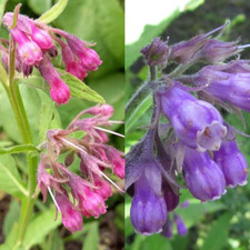 100 Symphytum Officinale Comfrey Seeds - Perennial Symphytum Officinale Comfrey