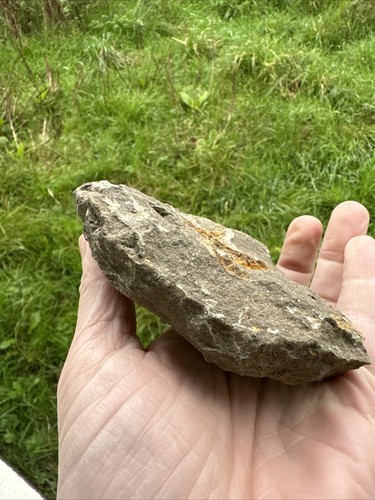 Seestern Marokko Seestern (Petraster?) und ein Edrioasteroid - Bild 10 von 12