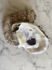 Natural Oyster shell cluster shells seashell Sea Shell Nautical Beach House