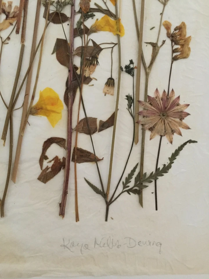 COLLAGE DE FLORES PRENSADAS FLORES NATURALEZA BOTÁNICA FLORAL JARDÍN PÉTALOS PUREZA Foto 4 de 4