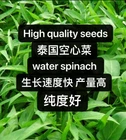 130ps Thai Water Spinach Seeds Ong Choy Kangkong KongXinCai.130粒无杂质泰国空心菜2025年新种子