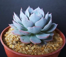 Echeveria Subsessilis BLUE rare succulent hen and chicks plant seed -15 SEEDS