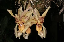 Stanhopea shuttleworthii Large Fragrant Red Yellow Spotted Orchid Species 4” Pot