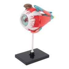 Eye Model Learning Tool Detachable Stand 16 Detachable Parts Eye Model