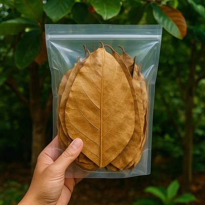 Catappa Leaves Indian Almond Leaves Discus Betta Crystal Red Cherry Shrimp 50pcs