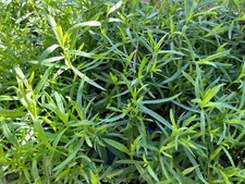 Herb French Tarragon Live Plant, Healthy Starter Ready to Plant