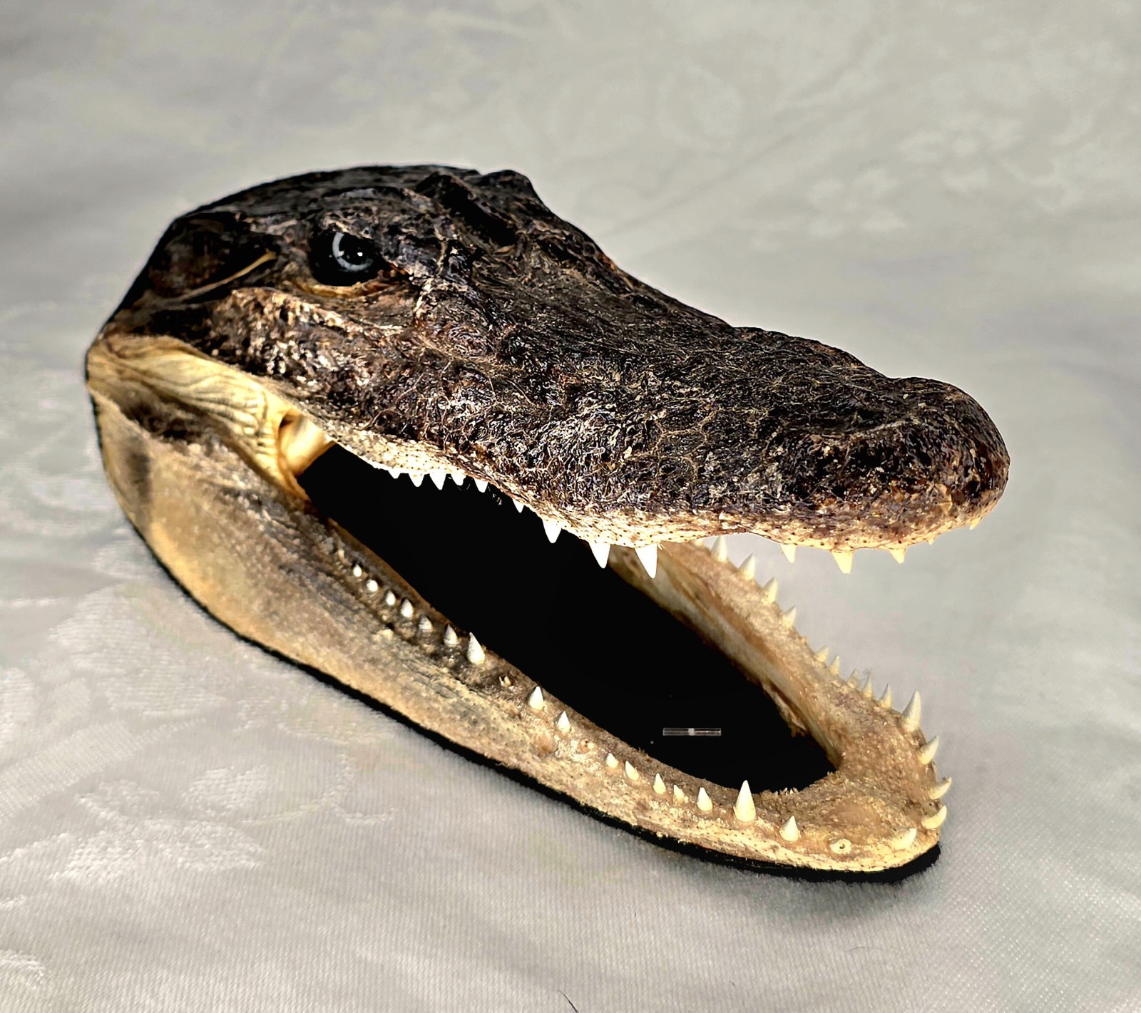 Authentic 7" American Alligator Head - Gator Daves Felt Lined Taxidermy Head