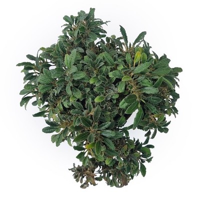 Dorstenia foetida cristata (F37) from seed for sale by Little One Plant Nursery