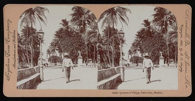 Photo:Avenue of palms, Vera Cruz, Mexico 1900