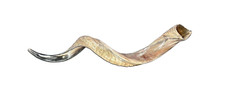 Kudu Yemenite Horn Shofar, New Kosher Kudu Trumpet, Kudu Shofar Medium Size 32"