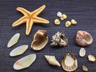 SEASHELL lot TROCHUS HARP VASUM STARFISH SCALLOP SNAIL beautiful ocean — photo 10