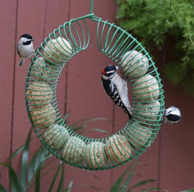 WHOLE PEANUT WREATH BIRD & SQUIRREL FEEDER RING US SELLER FREE SHIPPING