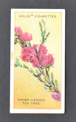 1913 Wills' Cigarette Card Australian Wildflowers No. 10 Thyme-Leaved Tea Tree
