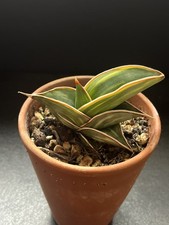 Sansevieria rorida variegated 