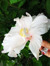 🌺🌺 MADAGASCAR HIBISCUS MOSCHEUTOS Hibiscus Starter Seeds Rose Of Sharon HS6818