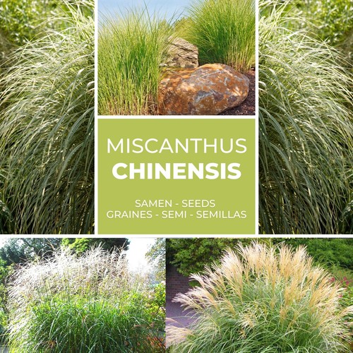 RIESEN CHINASCHILF ca.100 Samen - Silberfeder - Miscanthus chinensis winterhart - Bild 2 von 7