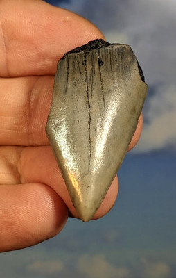 Mako Haizahn. Carcharodon. 12-15 Millionen Jahre alt. 43mm. Geschenk verpackt.