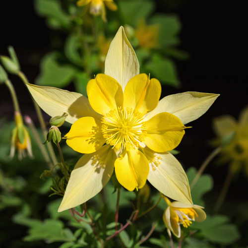 50 Columbine Seeds Flower Perennial Flowers Seed Bloom Pollinator "Yellow" - Picture 2 of 24