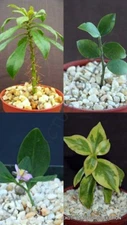 RARE PERESKIA COLLECTION variety exotic rare succulent collector plant 4" plants