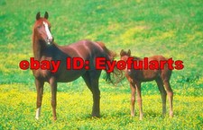 Arabian Horses Corel Royalty-Free Stock Photo CD-ROM Disk  USB