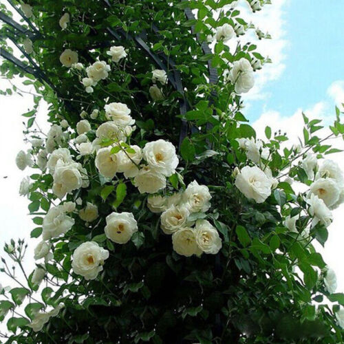 100 Pack Climbing Rose Pink Multiflora Perennial Fragrant Flower Seeds Home ▫ - Picture 11 of 13