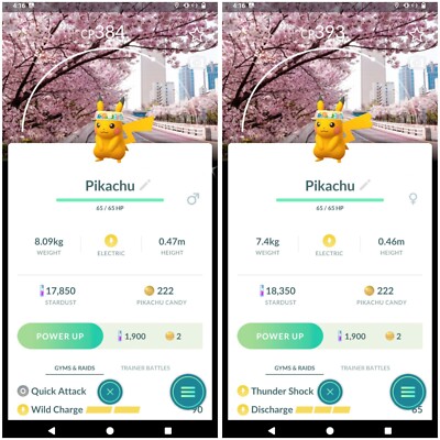   Shiny Pikachu Flower hat background Spring Blossom -  P T C