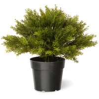 Globe Juniper With Round Pot, Green, 15 In. on sale Globe Juniper With Round Pot, Green, 15 In. on sale